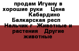 продам Игуану в хорошие руки. › Цена ­ 6 000 - Кабардино-Балкарская респ., Нальчик г. Животные и растения » Другие животные   . Кабардино-Балкарская респ.,Нальчик г.